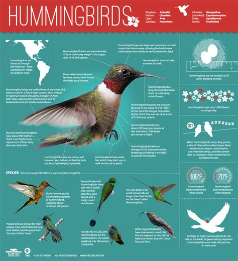 PBS Hummingbirds: The Extraordinary Guardians of Nature